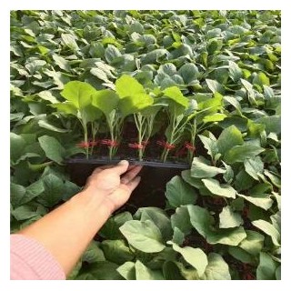 台州专业育嫁接线茄苗\圆子苗,衢州长茄苗批发基地