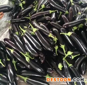 遵义批发黑亮圆茄子苗,六盘水育嫁接茄子种苗厂