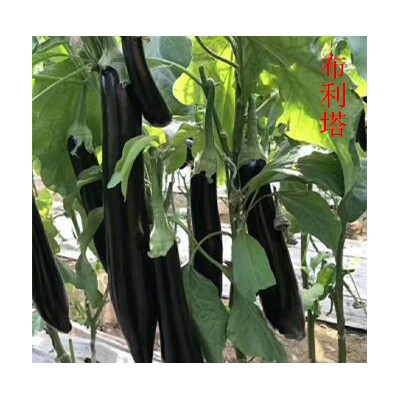遂宁卖绿把长茄子苗765,广元代育嫁接茄子苗基地