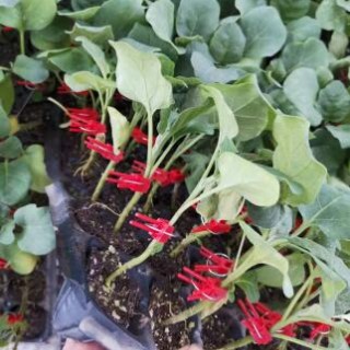 成安代育紫把茄子苗厂家,大名批发嫁接圆茄苗