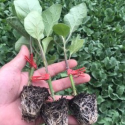 菏泽紫黑长茄苗\圆茄子苗,曹县育嫁接茄子苗厂