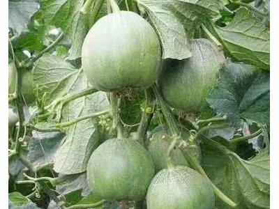 芜湖绿宝甜瓜苗批发，育甜瓜苗厂家2025批发价格