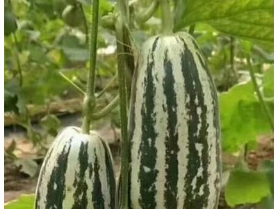金昌西瓜苗育苗厂，代育嫁接西瓜种苗基地