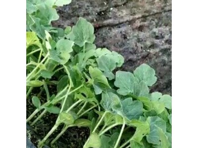郓城卖美都嫁接西瓜苗,东明抗病抗重茬西瓜苗育苗厂