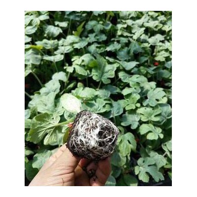 鱼台早春红玉\2K嫁接苗,金乡育西瓜苗苗场直发