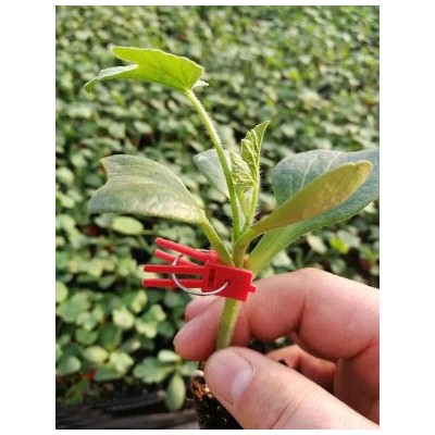 嘉祥卖美都嫁接西瓜苗,汶上抗病抗重茬西瓜苗育苗厂