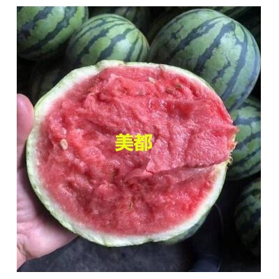 郯城育美都嫁接西瓜苗,苍山抗病抗重茬西瓜苗基地