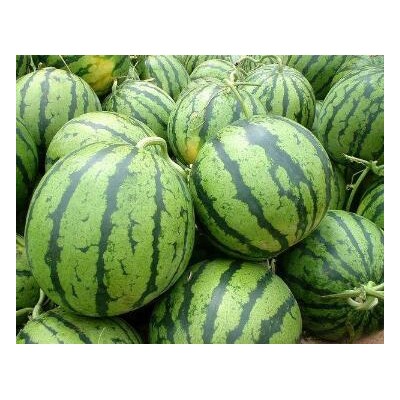 蒙阴哪卖美都嫁接苗,平邑含糖量高西瓜苗品种2025