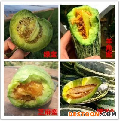 a甜瓜苗