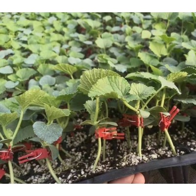 吕梁嫁接博洋9甜瓜苗,抗重茬甜瓜嫁接苗2025