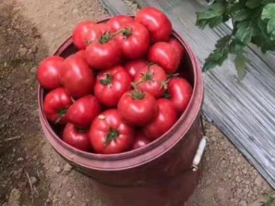 邹城育普罗旺斯口感西红柿苗,泰安卖草莓番茄苗厂家