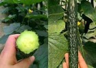 丽水批发黄瓜秧苗子,龙泉卖嫁接旱黄瓜苗田骄七号