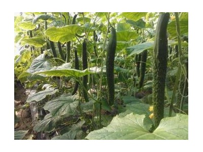 苍南批发早春黄瓜苗基地,文成育大刺包旱黄瓜种苗厂