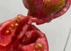 鄄城育大红西红柿苗,莱芜硬度好\红果番茄苗基地2025