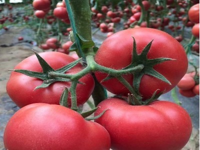蓬莱大果大红番茄苗,招远育大果硬粉西红柿苗基地2025
