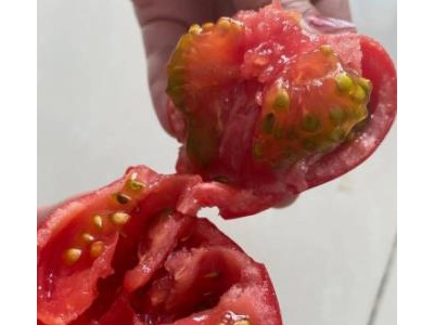胶州卖大果西红柿苗基地,即墨秋延\越冬\早春番茄苗品种