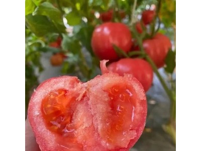 饶阳口感西红柿苗沙瓤,安平育耐低温红果番茄苗基地