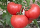 任丘大果型西红柿苗,黄骅育抗病好高产番茄苗厂家