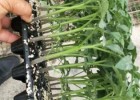 河间育大红西红柿苗,沧县硬度好\红果番茄苗基地