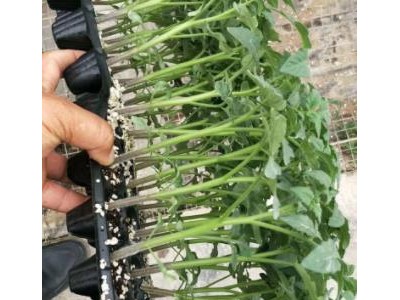 孝感大果大红番茄苗,钟祥育大果硬粉西红柿苗基地