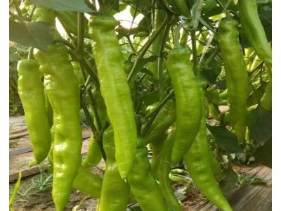 钦州黄皮尖椒苗,百色哪卖大果羊角椒辣椒苗2025