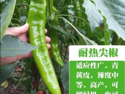 南陵大果黄皮牛角椒苗,安庆卖羊角椒辣椒苗育苗厂