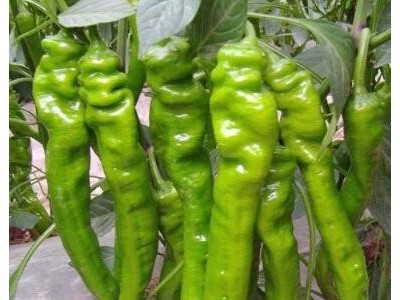 卓尼黄皮羊角椒辣椒苗,临潭卖大果尖椒苗厂家2025