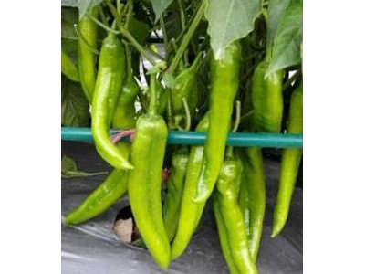 嵊州卖螺丝椒苗陇椒苗育苗厂,金华大果型辣椒苗