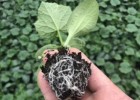 庐江早春黄瓜苗基地直供,青阳批发黄瓜苗厂家2025