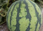 霸州麒麟美都西瓜苗,三河8424嫁接西瓜苗育苗厂(2025)