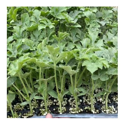 宣城麒麟美都西瓜苗,绩溪8424嫁接西瓜苗育苗厂