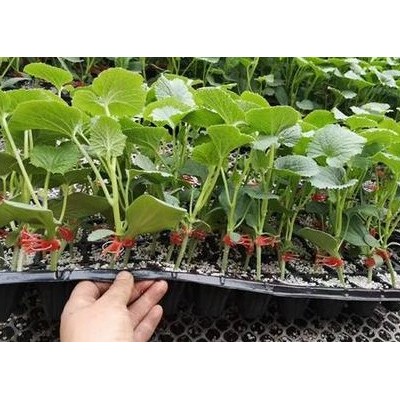 旌德育2k西瓜嫁接苗,郎溪卖礼品小西瓜苗基地
