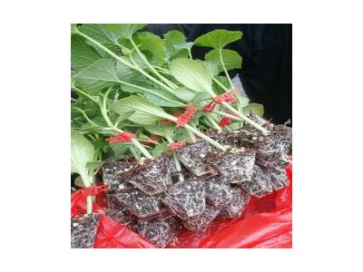 桓台哪卖羊角蜜甜瓜苗,淄川嫁接博洋9\绿宝甜瓜苗厂家