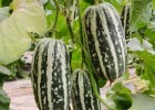 荥阳卖羊角蜜甜瓜嫁接苗,新郑育博洋9甜瓜苗基地(2025)