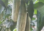 新安春茬薄皮甜瓜苗,栾川育博洋9\羊角蜜甜瓜苗基地