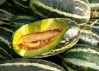 华阴哪里卖博洋9甜瓜苗,大荔嫁接绿宝甜瓜苗厂家(2025)