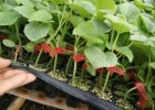 宁晋春茬薄皮甜瓜苗,巨鹿育博洋9\羊角蜜甜瓜苗基地