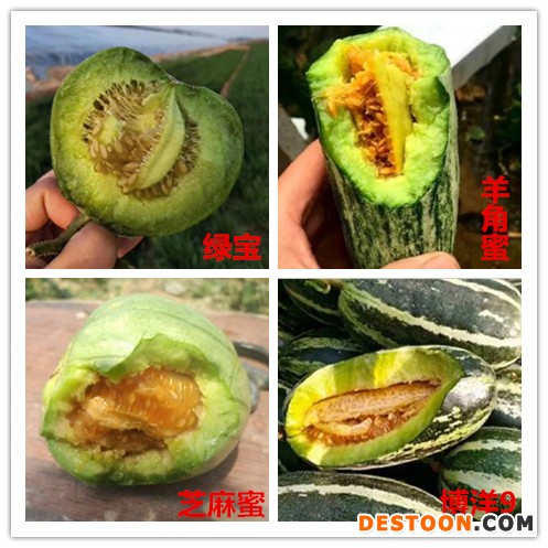 甜瓜果实u_副本