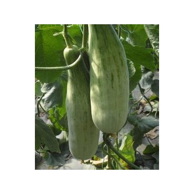 盘锦春茬薄皮甜瓜苗,灯塔育博洋9\羊角蜜甜瓜苗基地