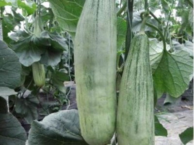 朝阳卖羊角蜜甜瓜嫁接苗,开原育博洋9甜瓜苗基地