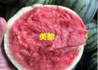 高碑店卖2k小西瓜苗,张家口薄皮西瓜嫁接苗育苗厂