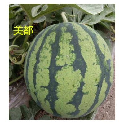 康保育美都西瓜苗基地,沽源麒麟瓜8424西瓜苗品种