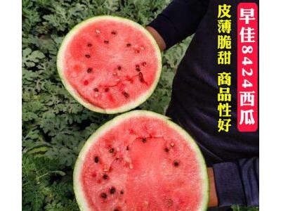 卫辉麒麟美都西瓜苗,长垣8424嫁接西瓜苗育苗厂(2025)