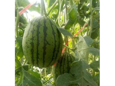 霍山早春红玉西瓜苗,和县卖嫁接西瓜苗育苗厂(2025)