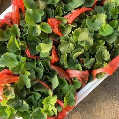 绥化卖甜瓜苗苗厂，代育甜瓜种苗早春品种