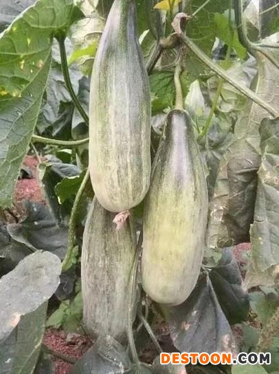 绵阳2025甜瓜苗供应，出售甜瓜苗品种