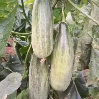 昭通育羊角蜜甜瓜苗，2025早春甜瓜苗批发