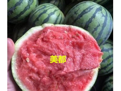 铜川卖西瓜苗基地,宝鸡嫁接美都\8424西瓜苗