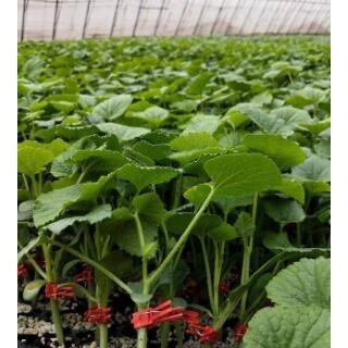 温州博洋9甜瓜苗品种脆甜,洞头薄皮嫁接甜瓜苗品种