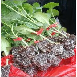 苍南绿宝\羊角蜜甜瓜苗,文成早熟甜瓜苗品种2025